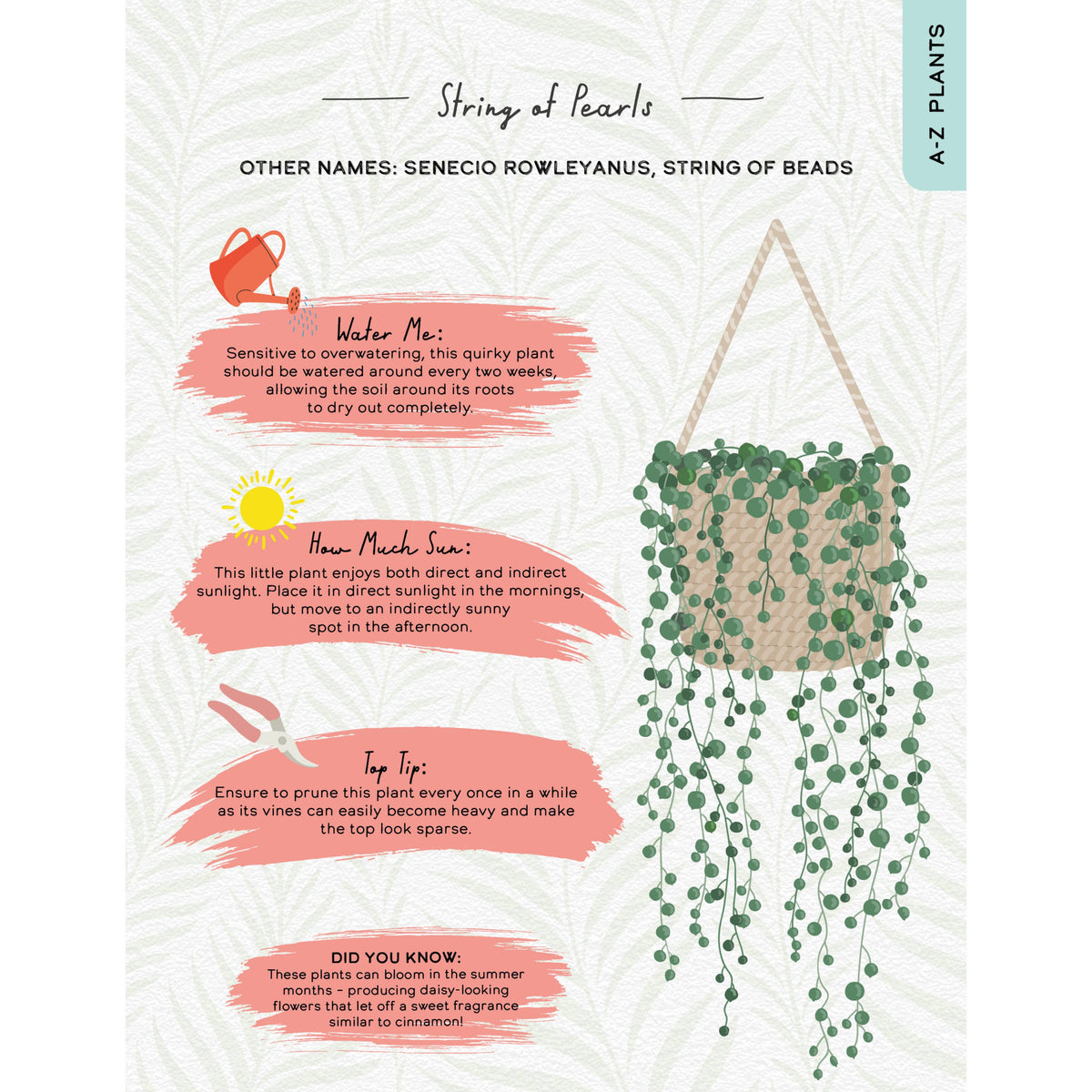 Please Don't Die - Houseplants Guide Book
