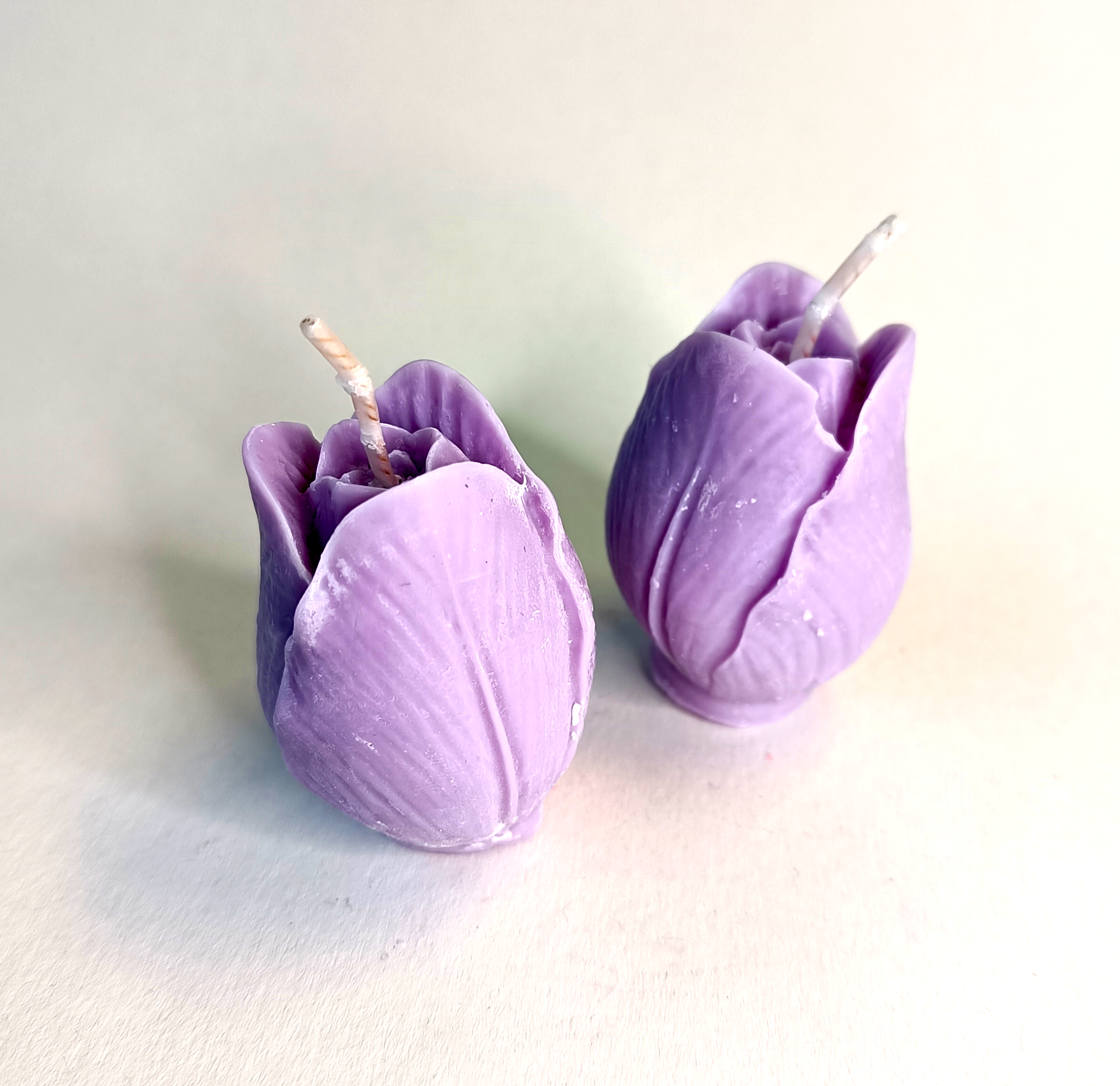 Tulipan lilla Raspberry Daquiry